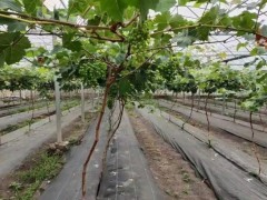 土工材料中防草布和遮阳网的区别