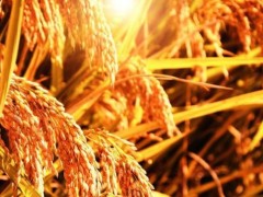 国际贸易助推农业产业进阶