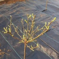 求购防草布