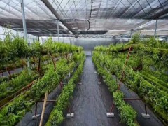 防草布的用途及铺设步骤